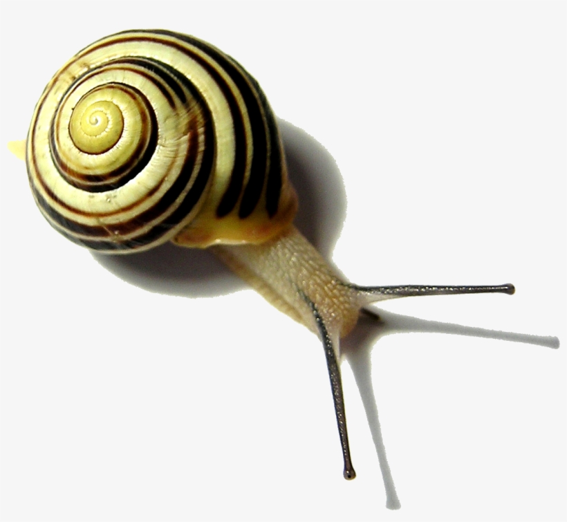 Snail Png Pic - Snail Free, transparent png #9747575