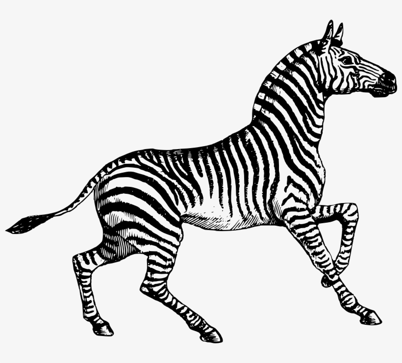 This Png File Is About Africa , Zebra , Animal , African - Zebra Line Art, transparent png #9747688