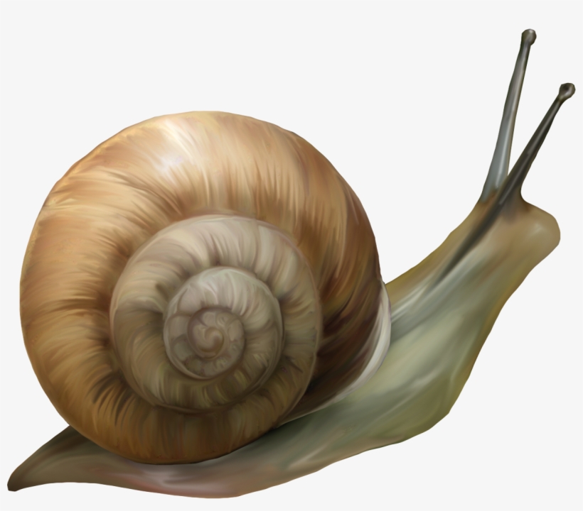 Mis Laminas Para Decoupage Png Photo, Gifs, School - Улитка Пнг, transparent png #9748195