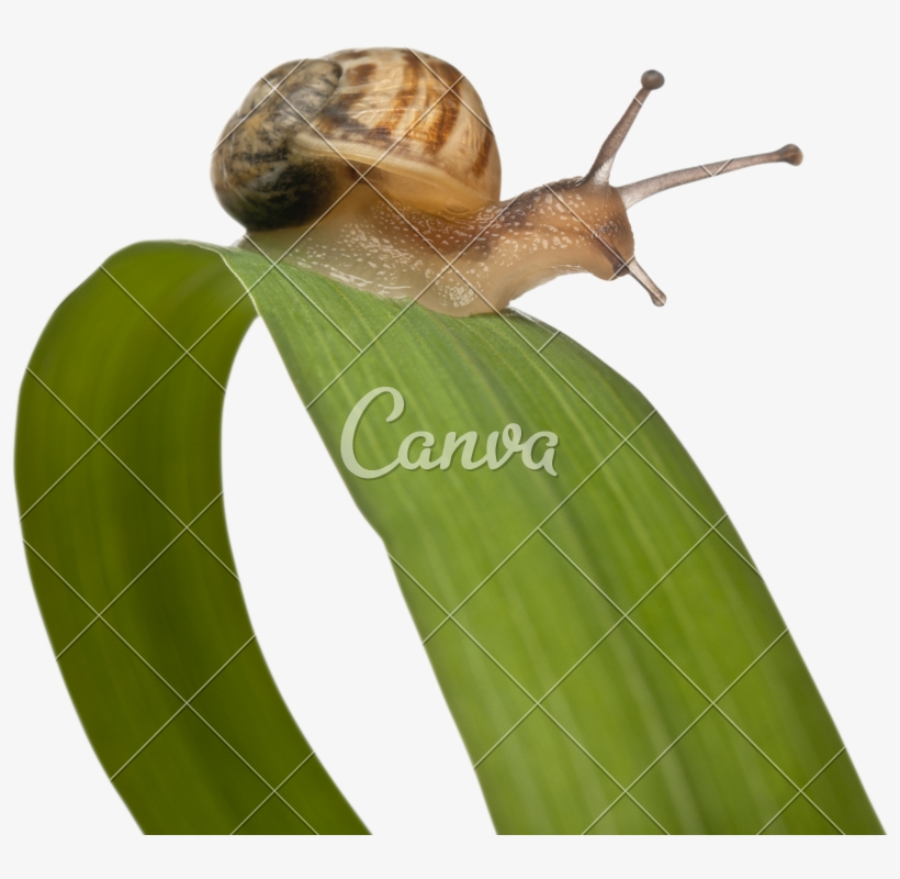 Snail On Leaf - Sea Snail, transparent png #9748540
