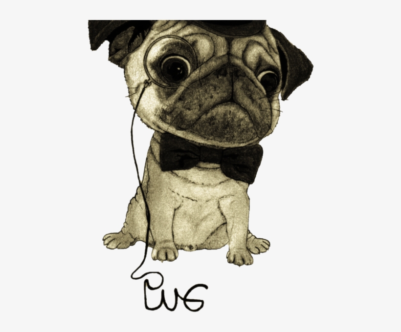 Pug Dibujo Png - Señor Pug, transparent png #9752565