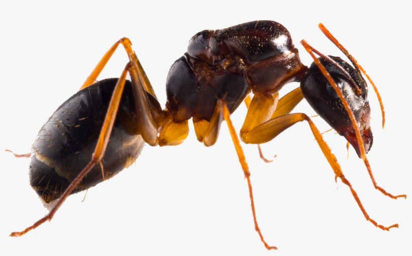 Ant, transparent png #9753263
