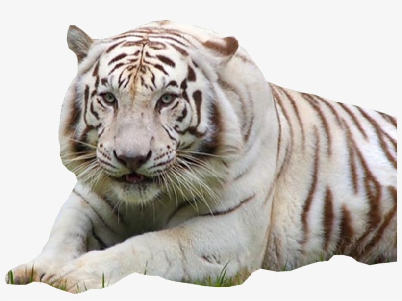 White Tiger - Mga Hayop Na Ligaw At Endangered Animals, transparent png #9753779