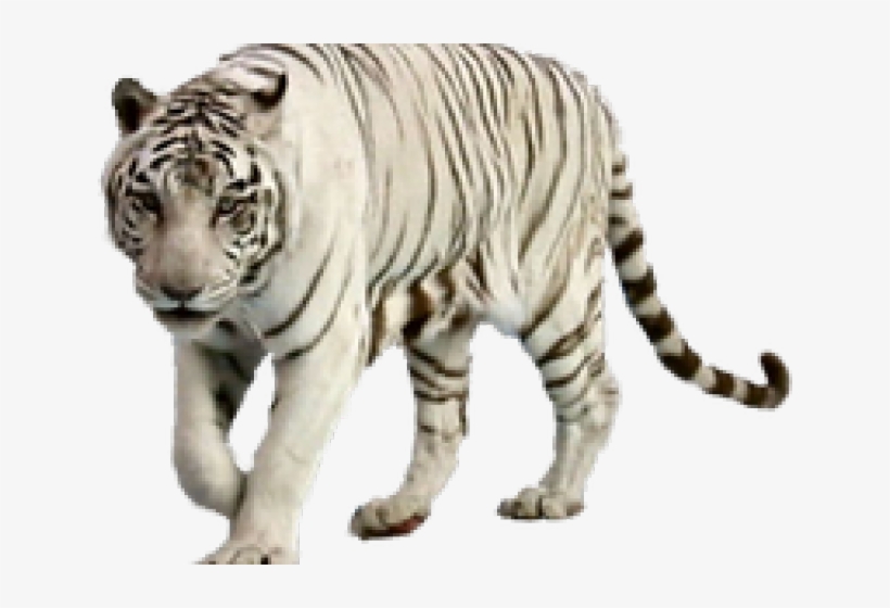 White Tiger Clipart Graffiti - Transparent Background White Tiger Png -  Free Transparent PNG Download - PNGkey