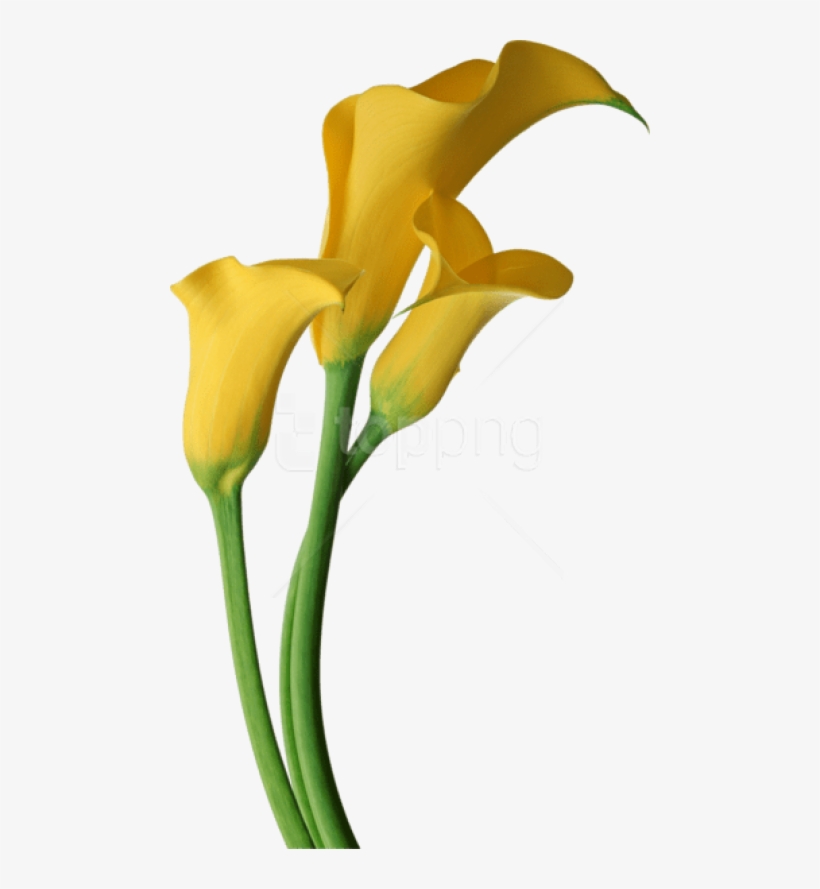 Free Png Download Yellow Transparent Calla Lilies Flowers - Yellow Calla Lily Clipart, transparent png #9753949