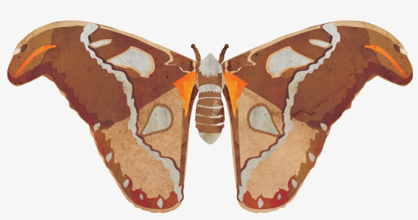 Gonimbrasia Belina, transparent png #9754116