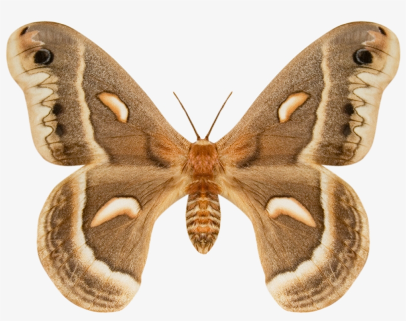 The Texture Mill, transparent png #9754385