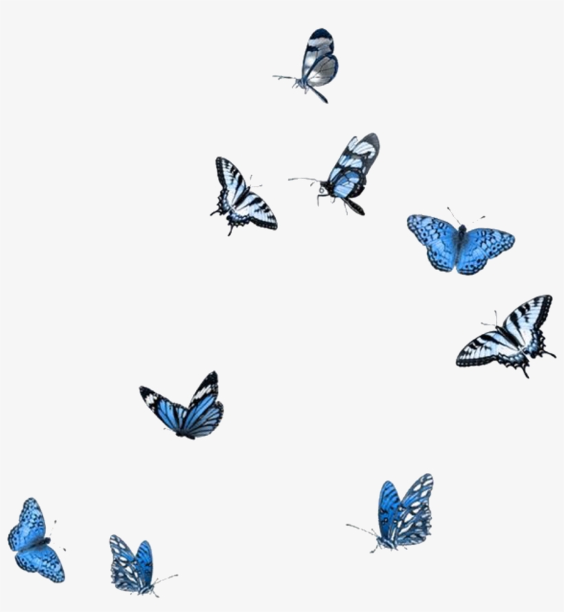 Blue White Black Butterflies Butterfly Polyvore Moodboard - Butterfly Overlay Png, transparent png #9754998