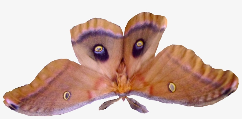 Except For Fall And Winter It Is Bug Season In Most - Luna Moth, transparent png #9755144