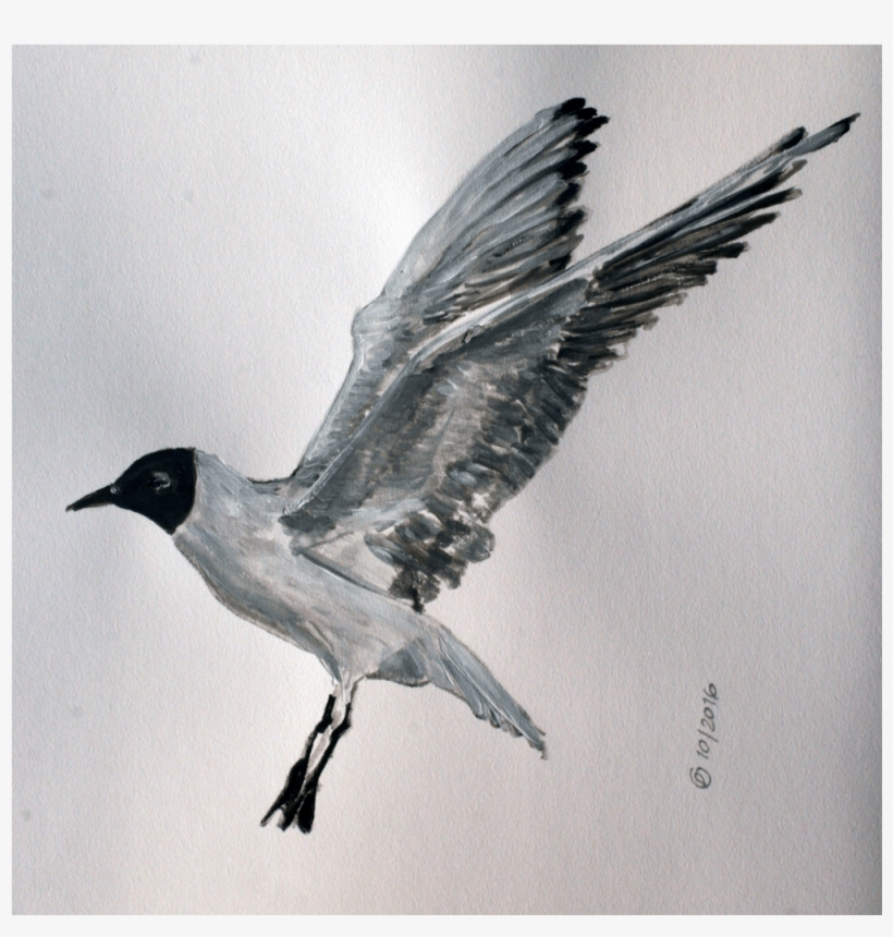 Seagull - Laughing Gull, transparent png #9755148