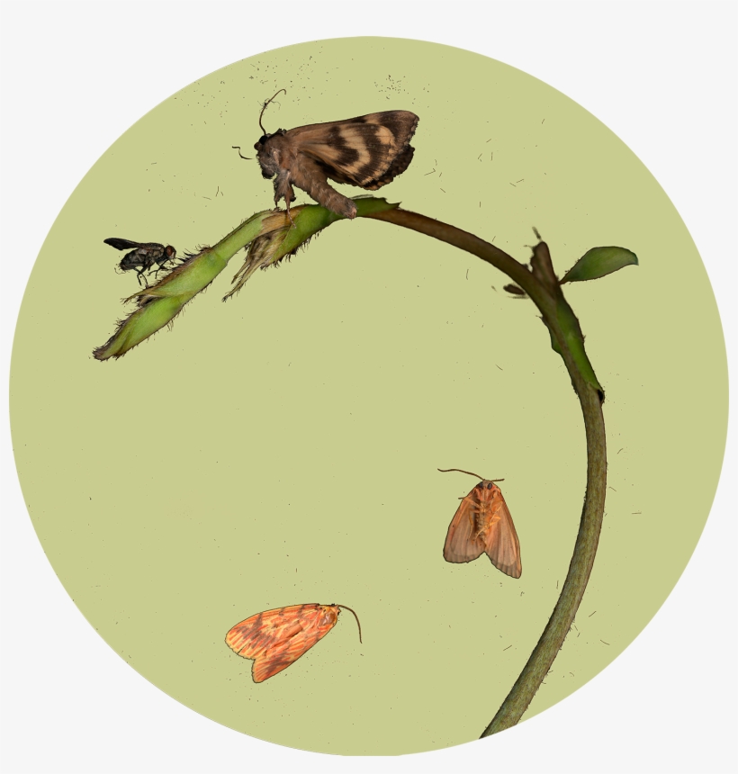 “untitled ”, - Moth, transparent png #9755290