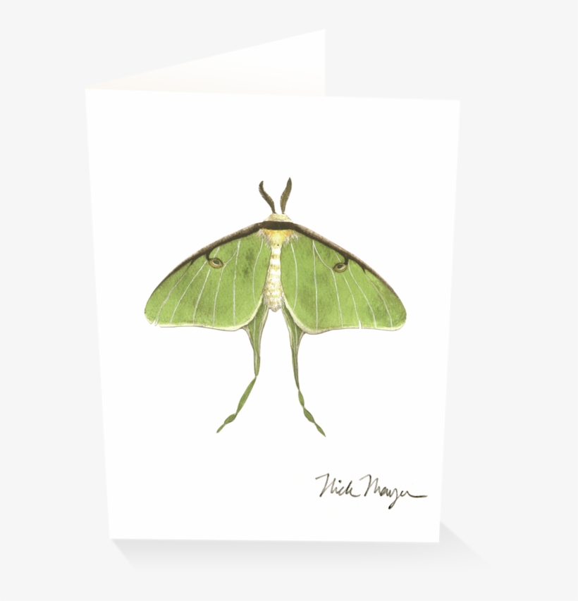 Sign Up And Get 10% Off - Luna Moth, transparent png #9755340