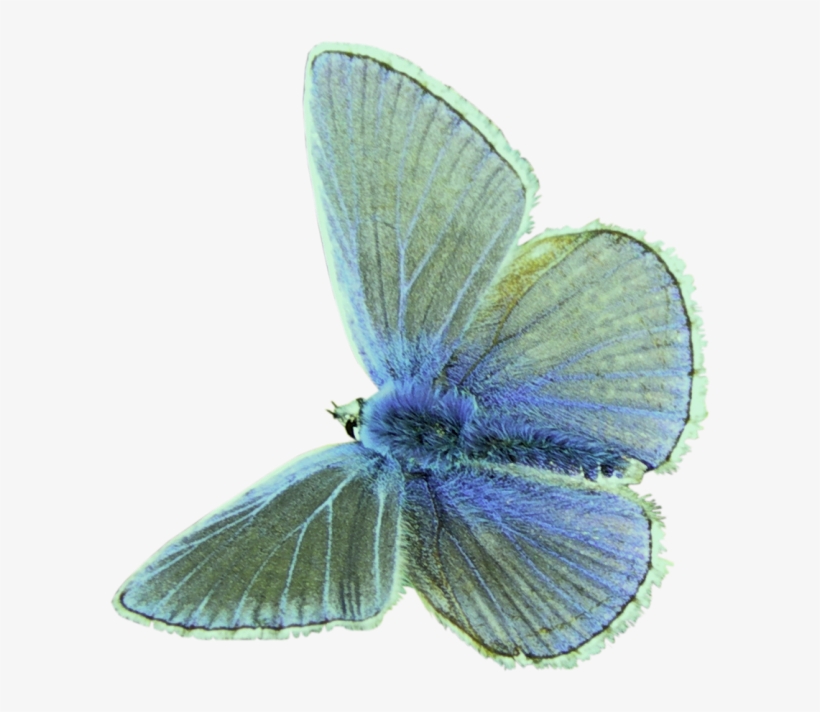 Green Blue Moth Polyvore Moodboard Filler - Lepidoptera, transparent png #9755404