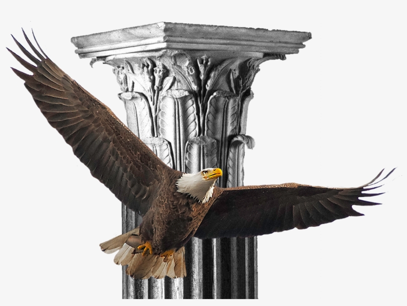 Bald Eagle, transparent png #9758050