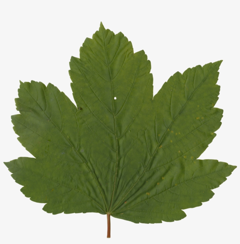 Nature Leaves - Maple Leaf, transparent png #9758622