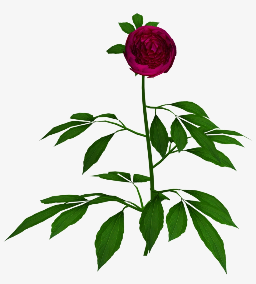 Hybrid Tea Rose, transparent png #9760041
