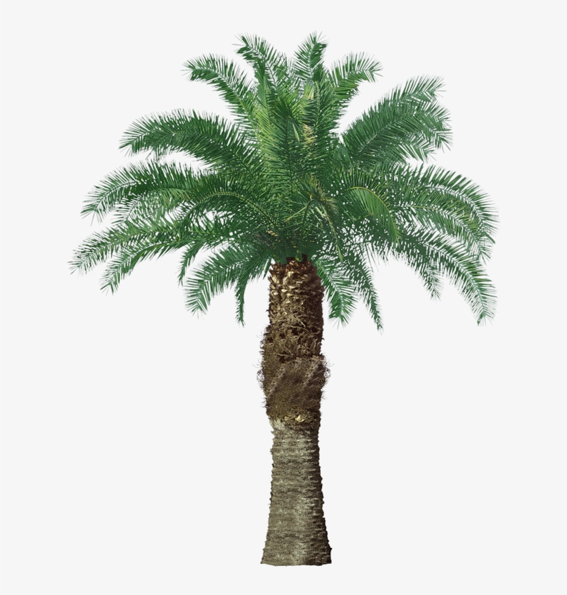 Фотки Pencil Art, Printable, Pencil Drawings, Crayon - California Fan Palm Tree, transparent png #9762296