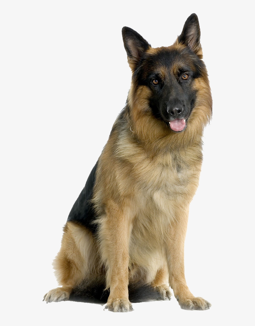 German Shepherd Puppies, Dogs And Puppies - German Shepherd Dog Png, transparent png #9762558