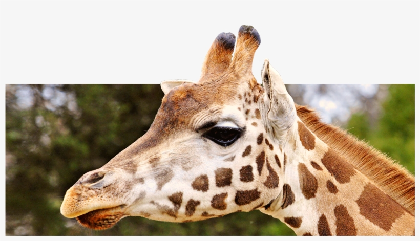 Home San Diego Zoo Kids Giraffe - Animals That Have A Mane, transparent png #9763745