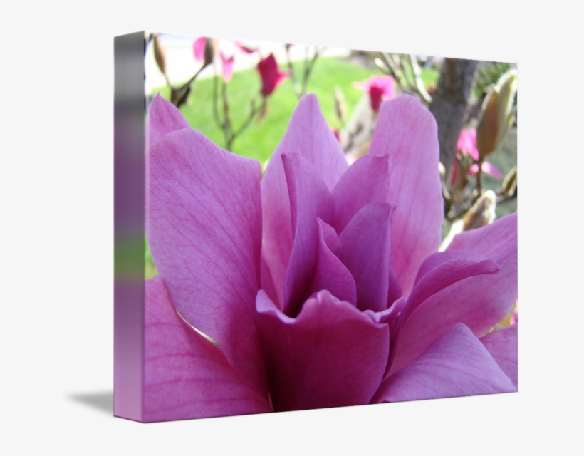 Flower Pink Art Spring Tree By Baslee - Lotus, transparent png #9763922