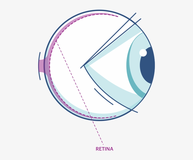 Accommodation Of To Different - Circle, transparent png #9764075