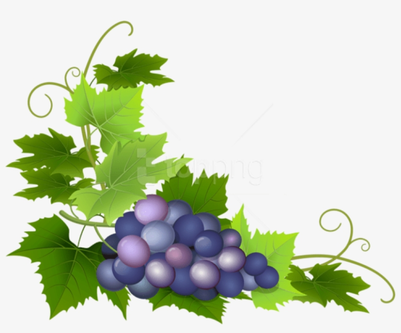 Free Png Grape Png, transparent png #9764648