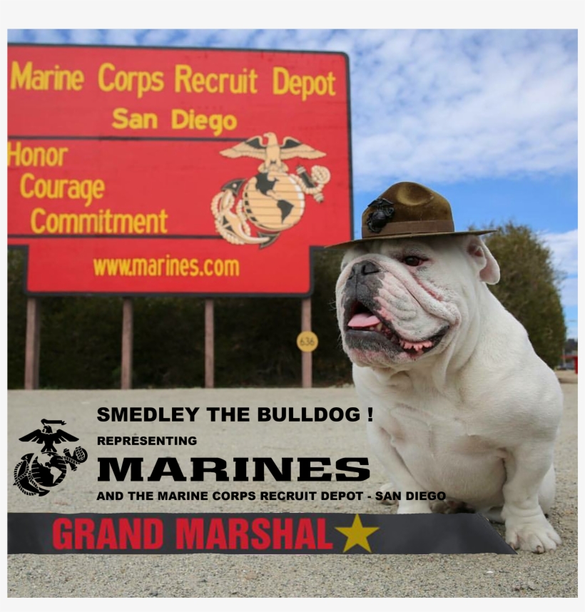 Come And Say Hi To Our Special Guests Celebrities, - Olde English Bulldogge, transparent png #9765513
