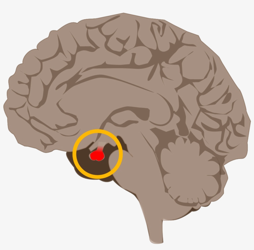 Hypofyza - Illustration, transparent png #9765890