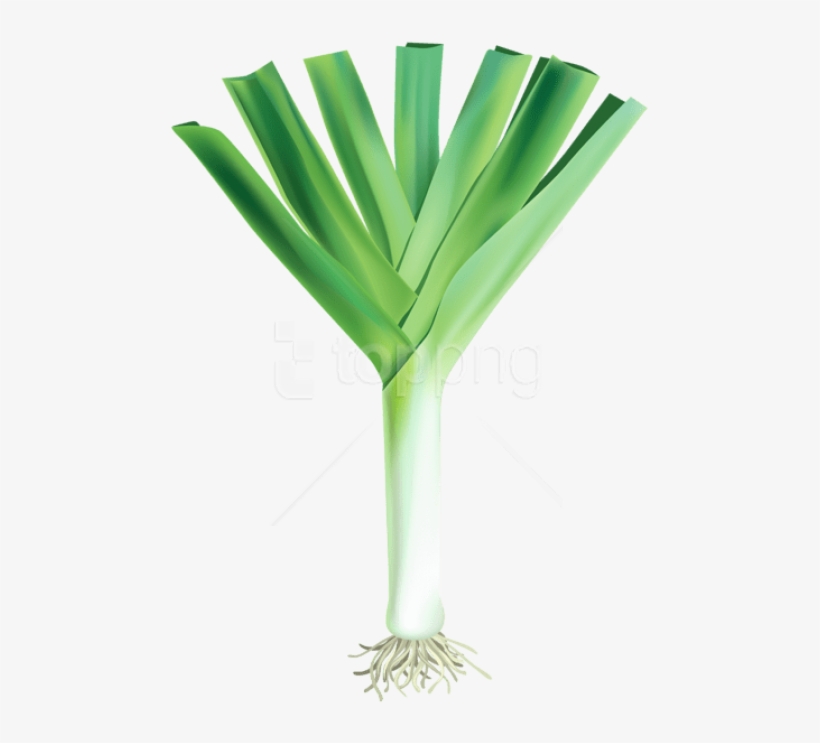 Download Fresh Garlic Free Png Images Background - Garlic Fresh Png, transparent png #9765995