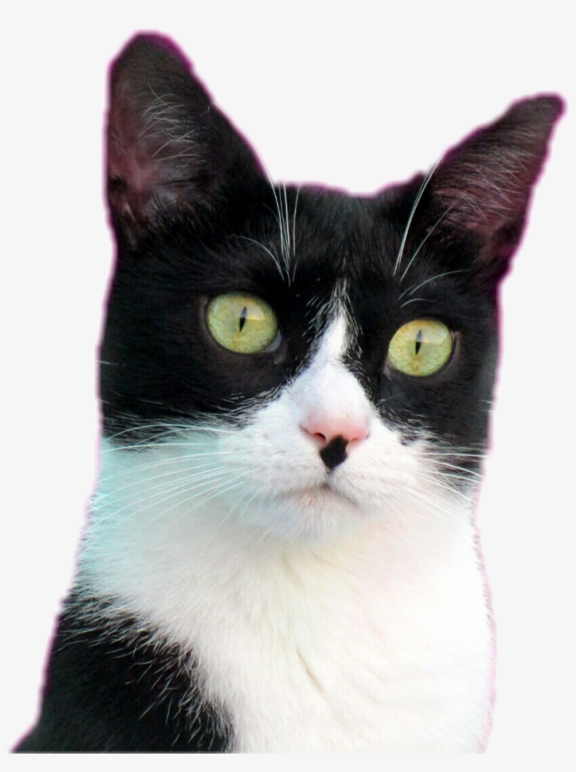 #cat #animals #cute #kitty #cats #catsofpicsart - Domestic Short-haired Cat, transparent png #9766627