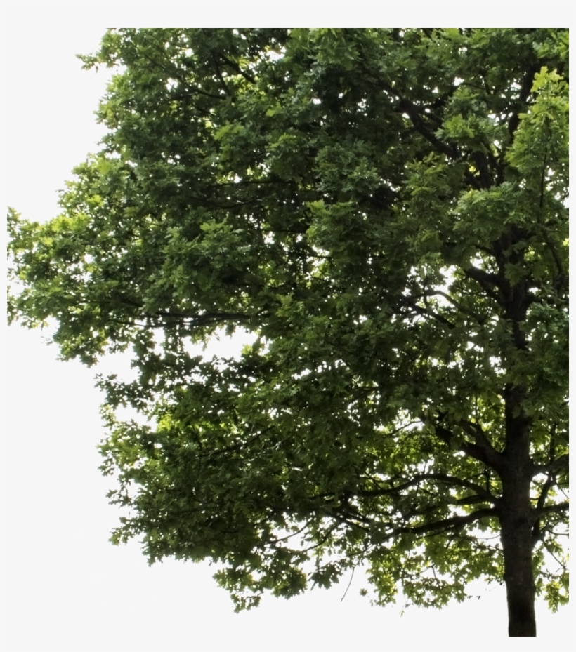 Oak Tree, transparent png #9767250