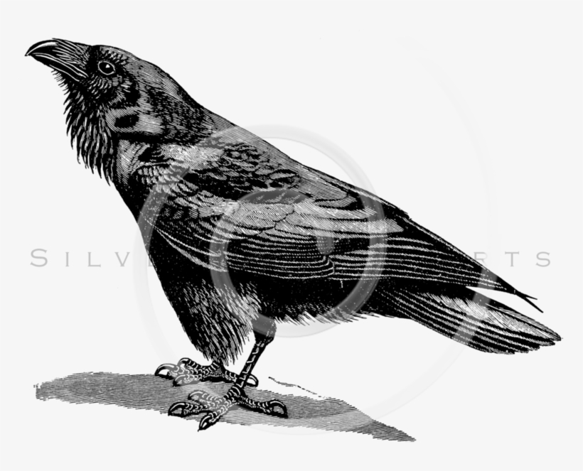 Raven Bird Transparent Png - Transparent Bird Illustration Black And White, transparent png #9767330