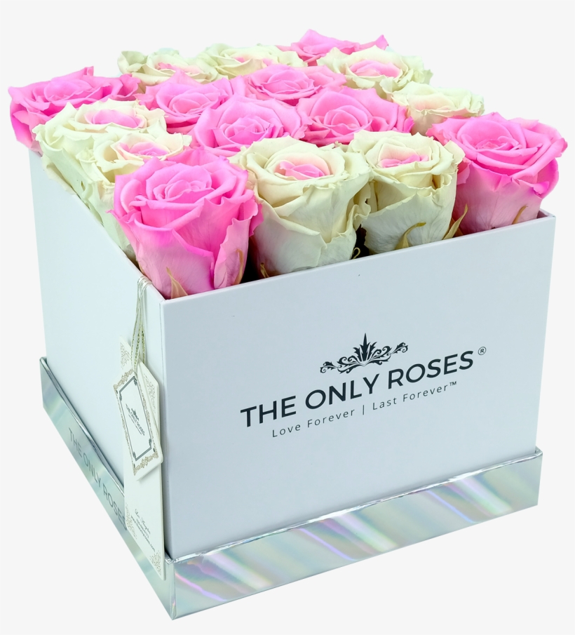 Special Pink And White Preserved Roses - Garden Roses, transparent png #9768830
