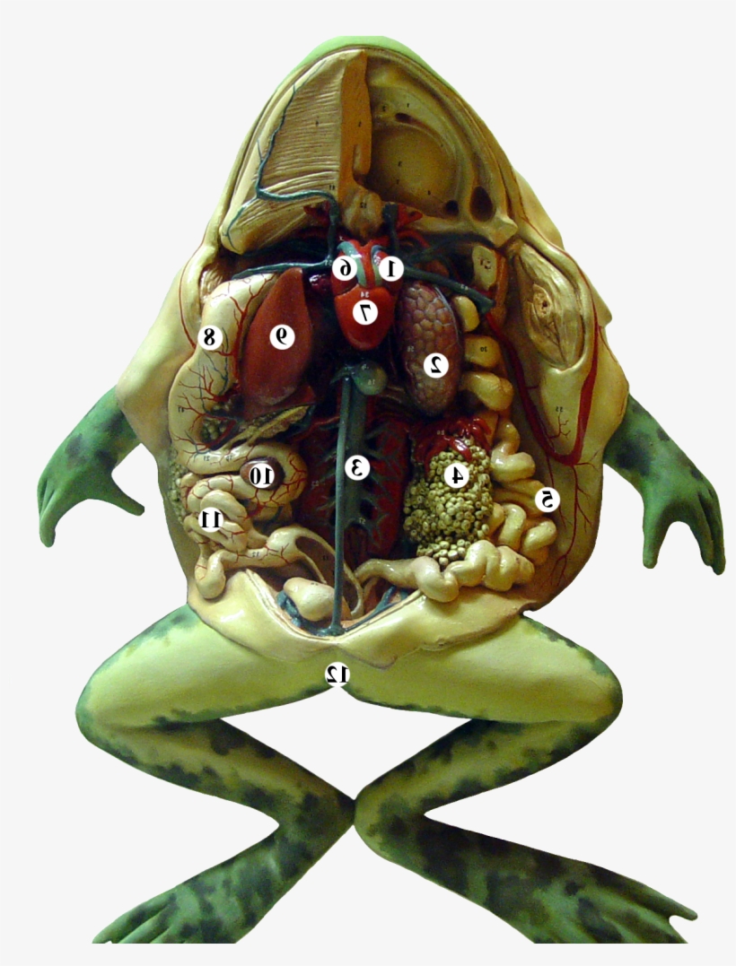 Frog Is A Amphibian Type Animal - Cartoon, transparent png #9769895