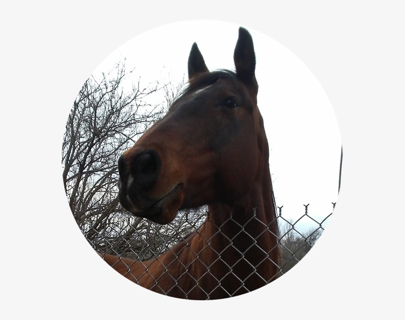 Jonjohnphenomenon - Sorrel, transparent png #9774319