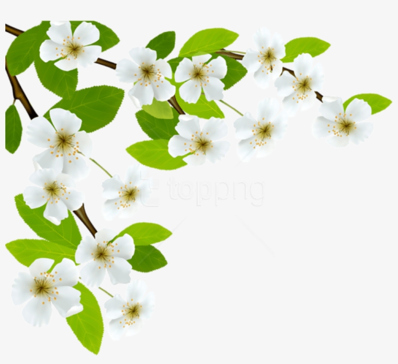 Free Png Download White Spring Branch Png Images Background - Spring Leaves Transparent, transparent png #9774826