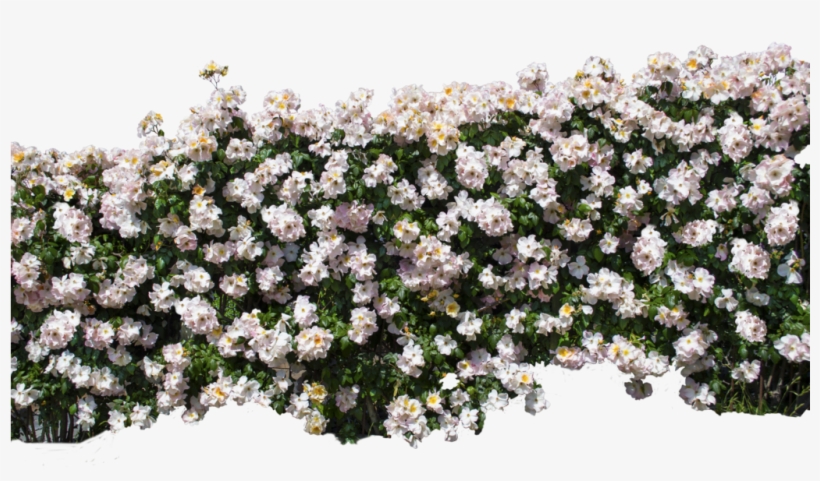 Go To Image - White Rose Wall Png, transparent png #9774954