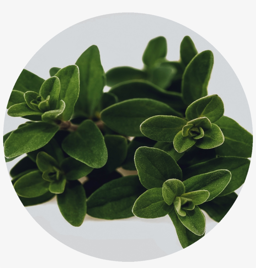 Marjoram - Marjoram Bunch, transparent png #9775087