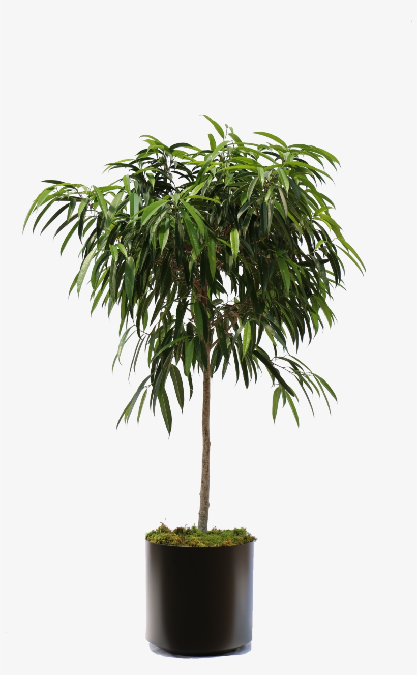 Overview Of The Many Plants We Can Bring To Your Office - Ficus Alii, transparent png #9777463