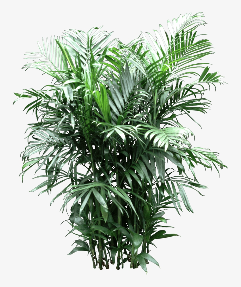 Bamboo Palm, transparent png #9777607