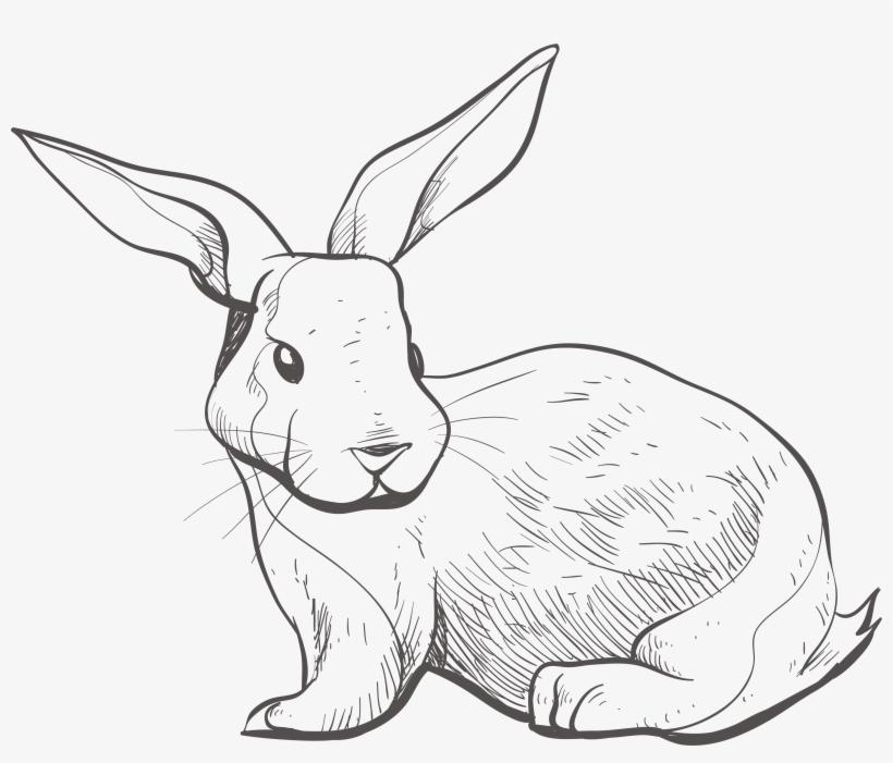 3748 X 3022 4 - Line Art, transparent png #9778157