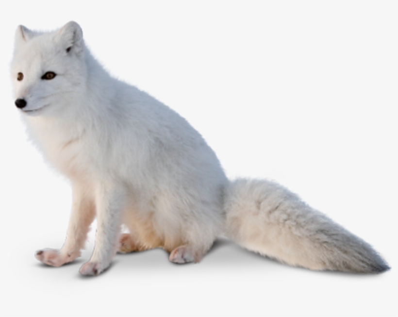 The Fur Gives The Fox Warmth And Traction, Allowing - El Zorro Del Artico, transparent png #9779152