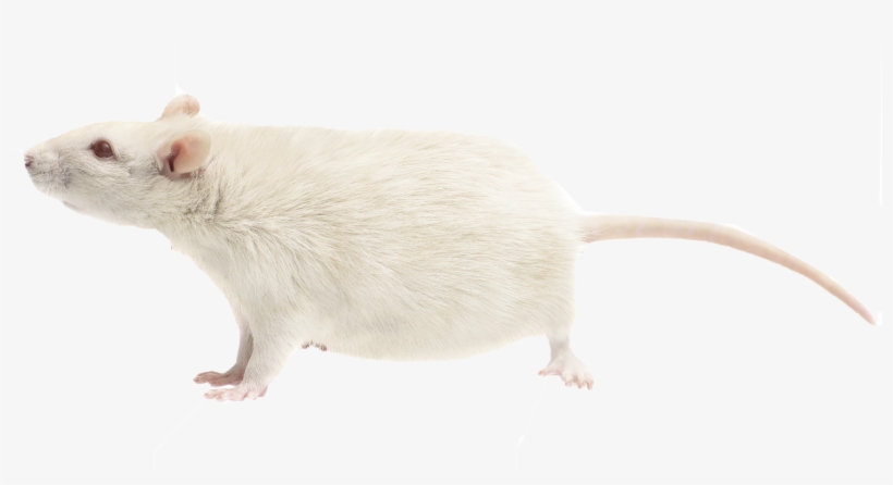 Rat Png Free Download - Mouse, transparent png #9779157
