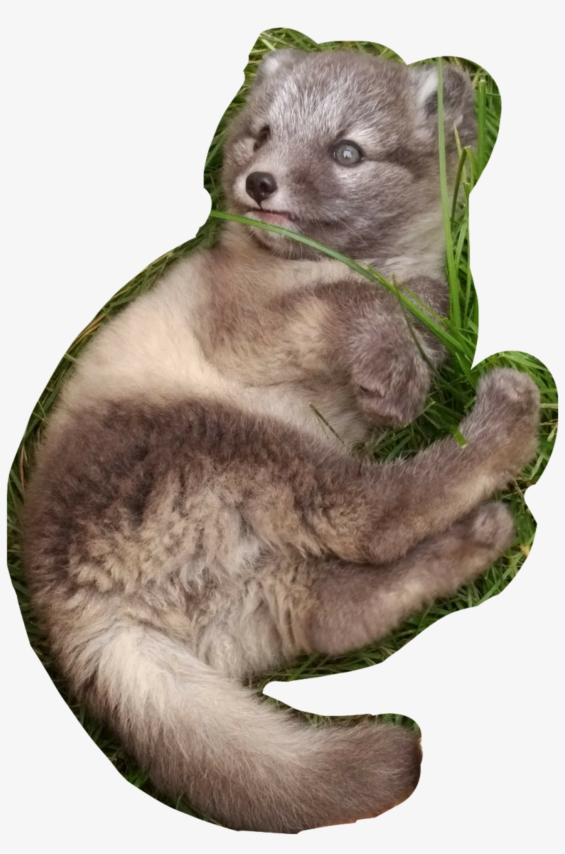 #polarfuchs #baby #fox - North American River Otter, transparent png #9779480
