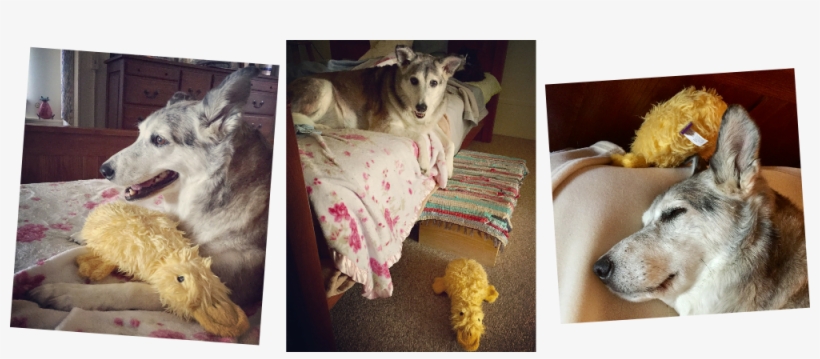 Dog Toy Group - Wolfdog, transparent png #9780486