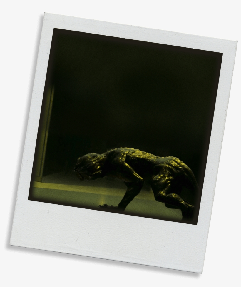 Molts Again, Changes To Senior Demodog - Picture Frame, transparent png #9783456