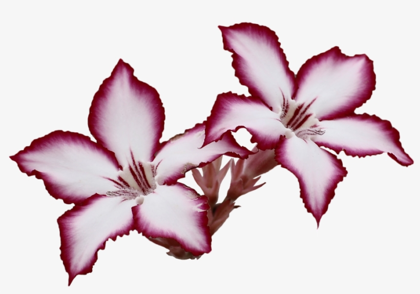 Flower, transparent png #9784905