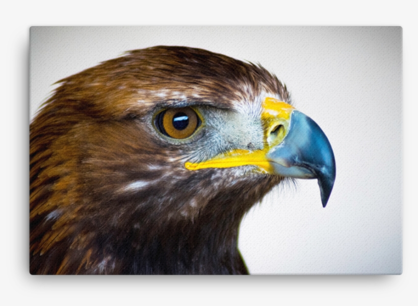 Golden Eagle Canvas - Paruh Burung Elang Dan Burung Hantu, transparent png #9785936