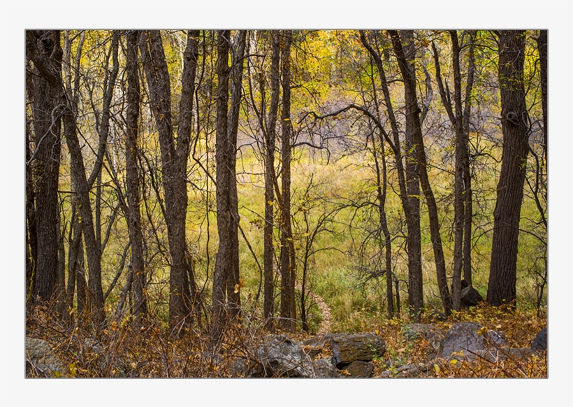 Ash Tree Stand In Fall - Treestand, transparent png #9788903