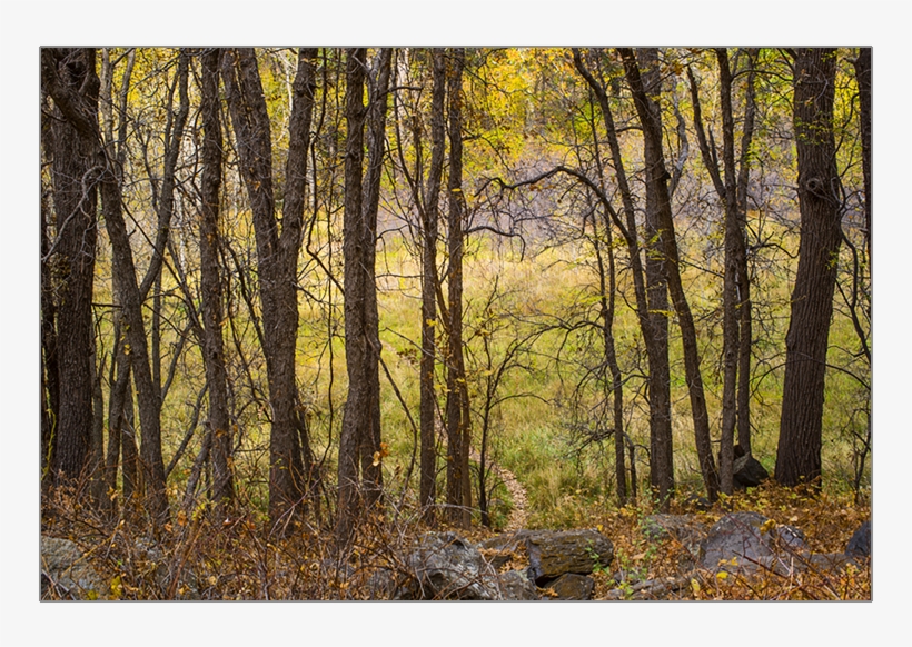 Ash Tree Stand In Fall - Treestand, transparent png #9788903